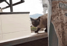 Cat jumps off ledge.