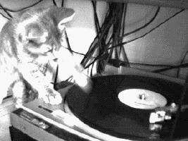 Kitten becoming a disc jockey.