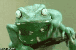Frog cleaning his face.