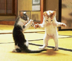 Two kittens dancing.